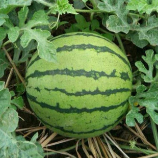 8424����o���������ϷN�Ѵ�ȫ�N��ˮ���Ϲ���С�Ϸ��߲������N��