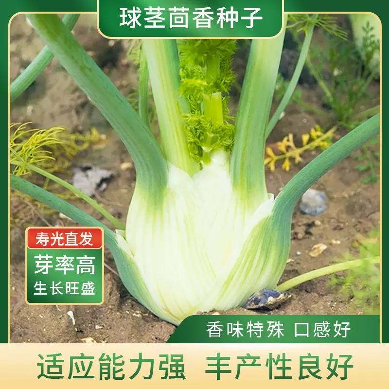 球茎茴香种子四季小茴香盆栽菜园蔬菜种植种籽种孑春季秋季阳台