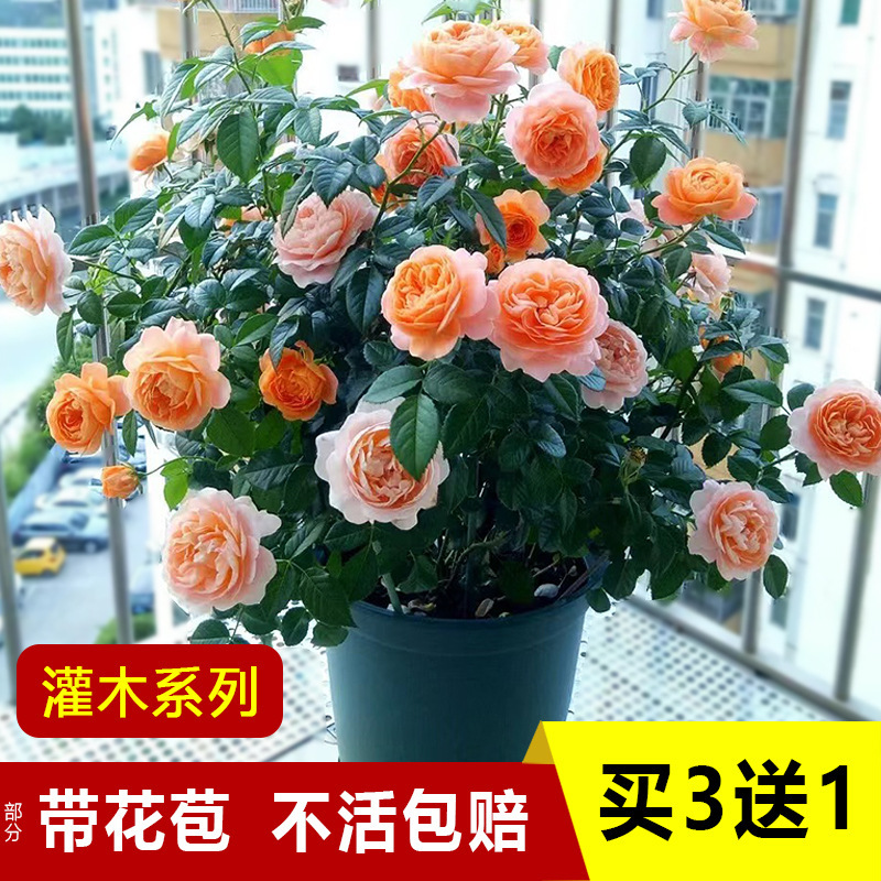 Juice Balcony Rose Flower Seedlings Shrubs Large Florals Fragrant Potted Courtyard Balcony Four-Season Flowering Roses Extra Large Florals Juice Balcony Rose Flower Seedlings Shrubs Large Florals Fragrant Potted Courtyard Balcony Four-Season Flowering Roses Extra Large Florals