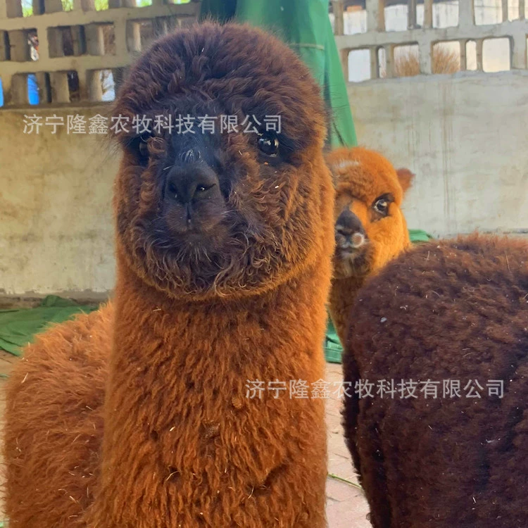 Проведение живописных выставочных мероприятий в торговом центре