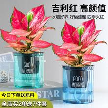 吉利红如意皇后室内盆栽花卉发财树彩叶吉祥水养金钱树水培植物