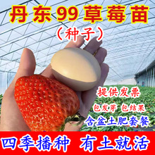 丹东99草莓种子四季盆栽食用奶油草莓种籽子南北方种植水果蔬菜籽