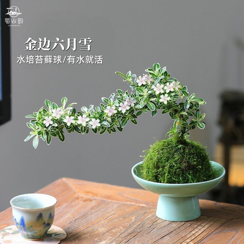 Musgo bola de junio nieve bonsai planta hidropónica acantilado modelado mini micro paisaje plantación verde de mesa interior pequeña maceta image 2