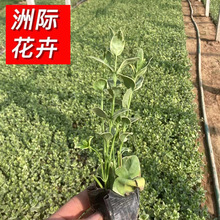 ���~���L�� ���@���G��������С��ľ �@��ͥԺ�G������ֲ��I�B��