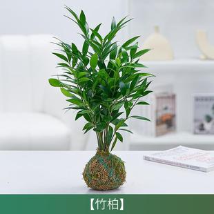 Mosquito Repellent Bamboo Moss Ball Plant Potted Office Coffee Table Desktop Green Plant Hydroponics Purifies the Air and Is Easy to Maintain