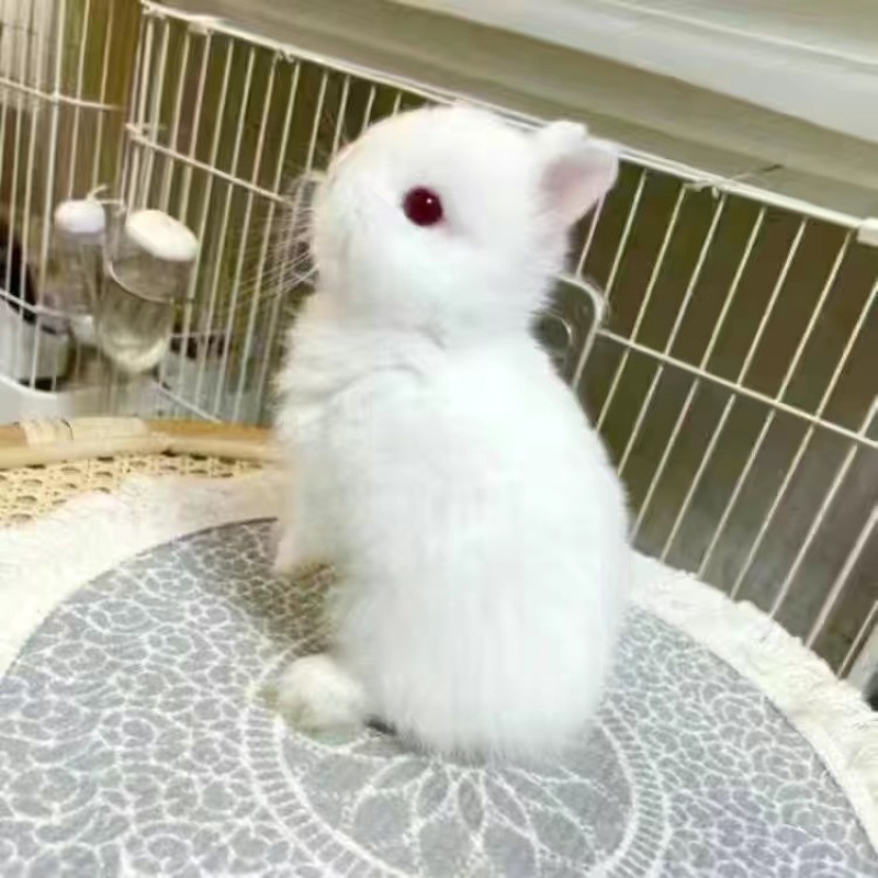 小さなウサギ、生きているノームウサギ、成長しない、ミニプリンセス、オランダ垂れ耳ウサギ、ティーカップウサギ、飼い慣らされたペットウサギ|undefined