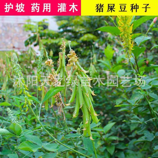 �iʺ���N��̫���N�����A�~��ľ�o�²��ѹ����G���ݷN���ļ����N