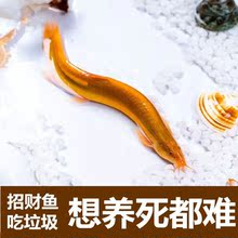 小金龙冷水黄金泥鳅红泥鳅清道夫金鳅风水鱼发财鱼无需打氧好养活