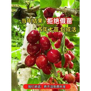 ܇���Ә����ش�����m�Ϸ������Nֲ����ͥԺ���䰫������Y���ɻ�