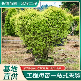 乔木;灌木;草坪