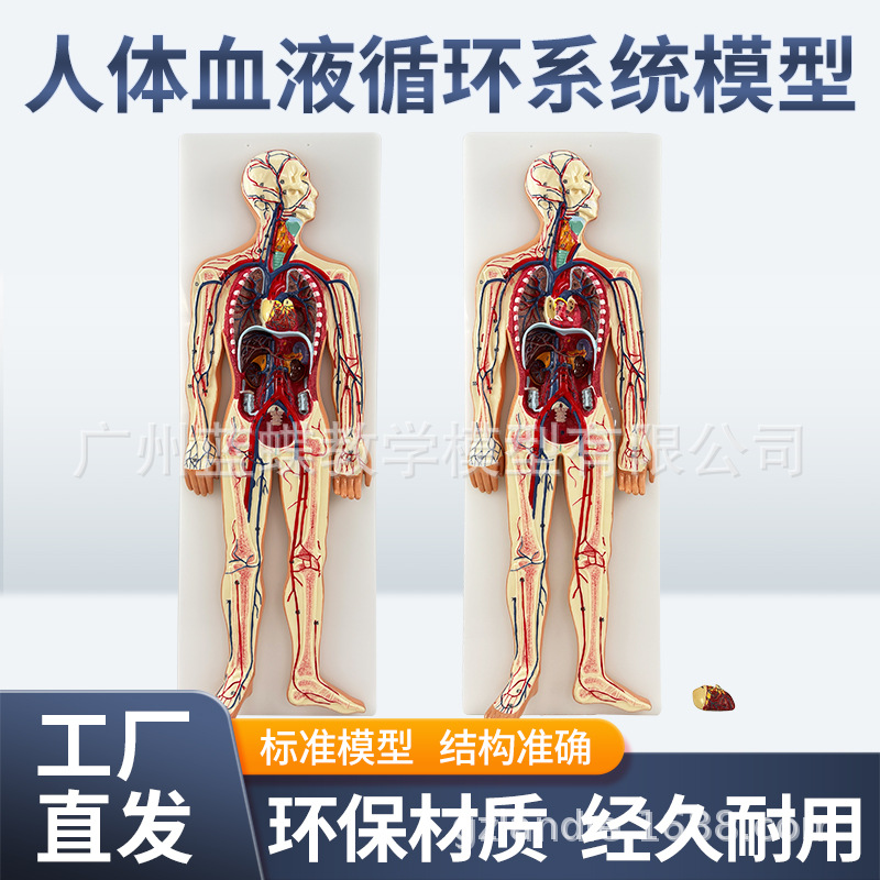 ҽѧ����ѪҺѭ��ϵͳģ��������������Ѫ�ܶ�����ϵͳ���ʽ̾�