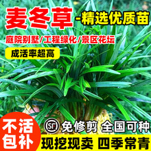 麦冬草苗耐寒日本矮庭院别墅园林绿化草坪植物带土麦冬草玉龙草苗