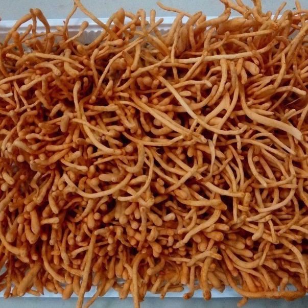 Gu Tian fresh caterpillar fungus 38 yuan/box Cordyceps flower manufacturer direct delivery