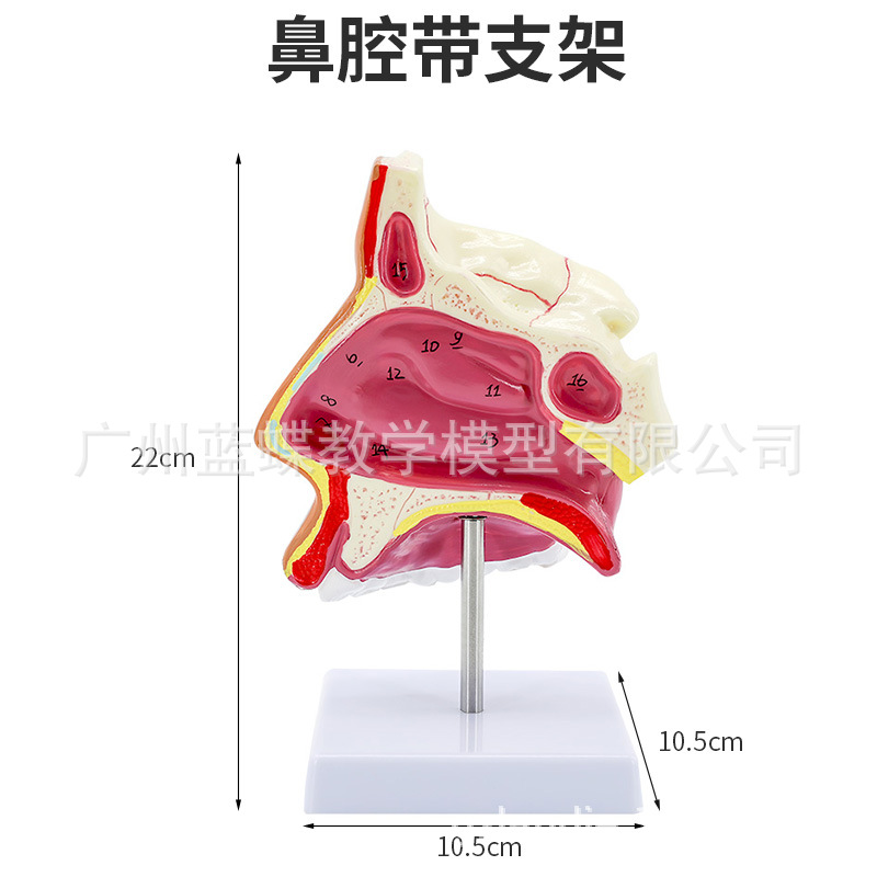 �����ǻ��ǻ�ʺ�����ʸ״ �ڱǺ� ����ģ�� ���Ǻ���ģ��  ����