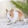 Huangbai Daoqi dwarf rabbit ❤️❤️ prosperity ❤️❤️