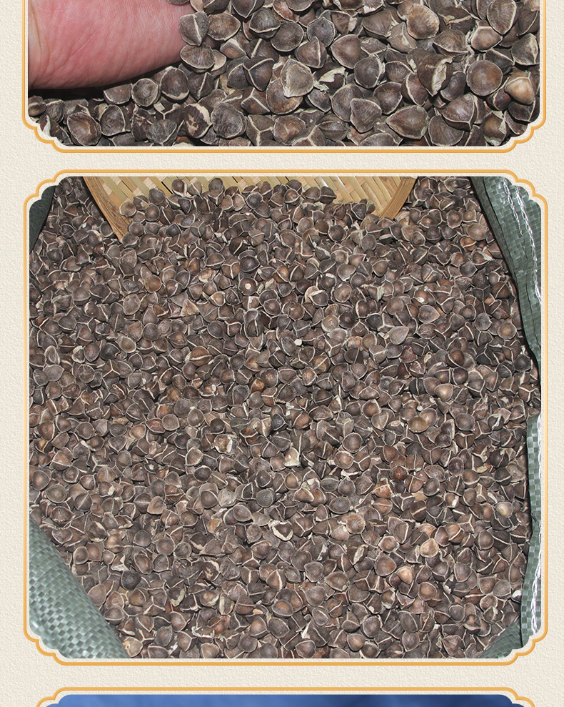 Moringa Seeds La Mu Zi Large Grade Natural Sun Dried 500g Bulk Herbal Seeds specifications
