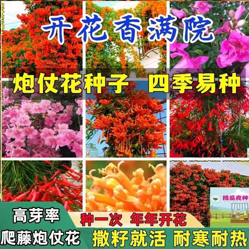 炮仗花种子爬藤花卉大全四季种植绿植庭院围墙老藤垂吊 跨境电商