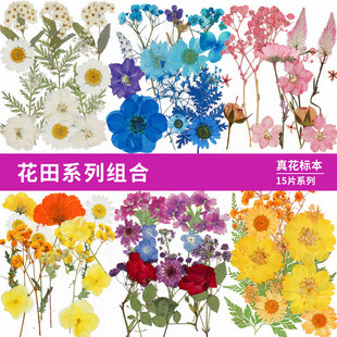 Dried Flower Combination Real Flower Material Japan Amazon Hot Selling Flower Photo Frame Aromatherapy Candle Bookmark Material 15 Pieces