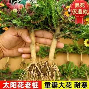 ̫ꖻ��Ϙ������ذ�õ�t�̨ͥԺ�����_���޸��ͺ�ֲ���҃���