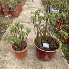 ��ĵ��������ꖸ��F�M�þ��~���ɉ��Ǽt�������Ե���ͥԺ ����