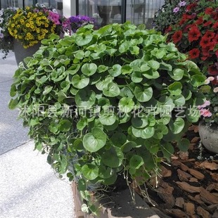 Horseshoe Grass Seeds, Lawn Small Money Grass, Copper Coin Grass Seeds, High-Temperature Resistant, Special for Landscaping and Garden Greening