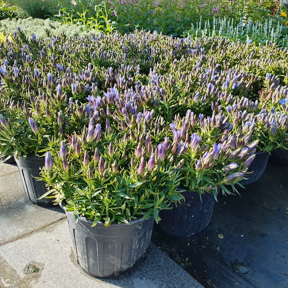 龙胆花2加仑盆栽 居家阳台客厅办公室摆放绿植 花境观赏花卉