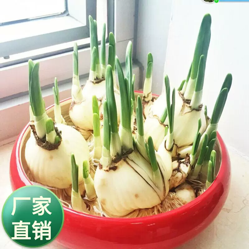 秋冬花卉水生水培花卉洋水仙花种球好养有水就可开花简约冬季栽培