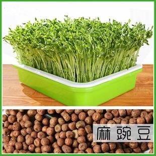 ˮ�����㶹ѿ����ѷN�����l���]�����u�̨�҃������߲˼��ϷN��