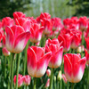 Spot wholesale Tulip species single petal varieties 1 capsule 5 degrees of balls in indoor flower pots blooming and raising