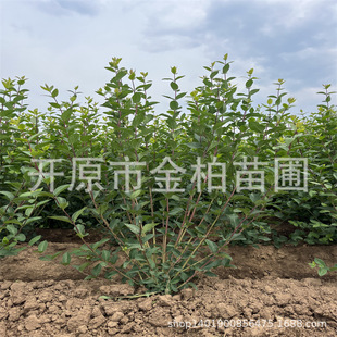 �ͺ��{�~�̶����ԾG�h�����罨���̶�С��ͥԺ�G��������