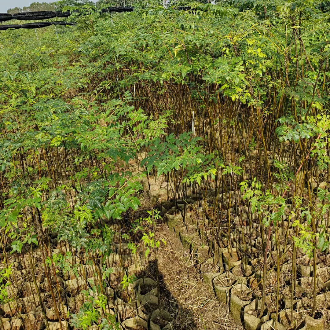 2311 саженцы снабжают саженцами горького саженца высотой 1,5-2 метра