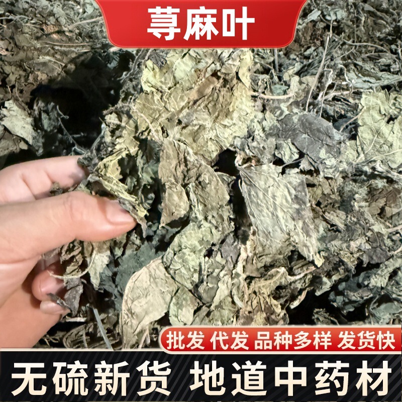 Herbals New Arrival Nettle Leaf Chinese Medicinal Materials Nettle Nettle Leaf Nettle Root Sting Grass Chinese Herbal Medicine Wholesale