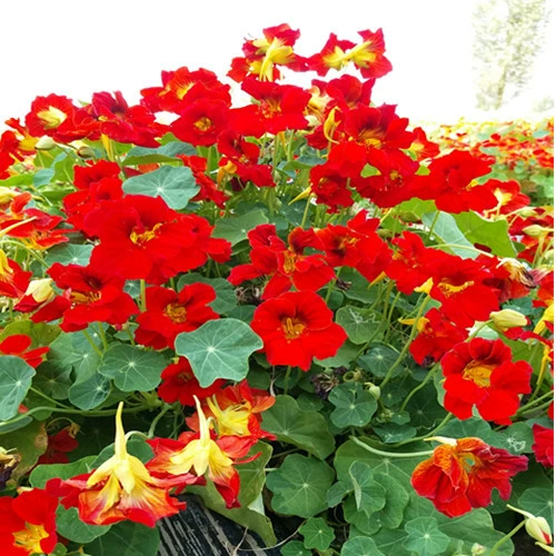 Семена сушеного лотоса, семена календулы для осеннего посадки, легко выращиваемые семена комнатных цветов для всех сезонов, семена цветов в горшках для балкона.