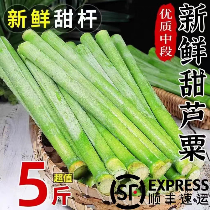Shunfeng Northeast Sweet Cane, Small Sugar Cane, Sorghum Stalks, Fresh Seasonal Fruit for Pregnant Women, Sweet Reed Stalks, Sweet Sorghum, Old Variety