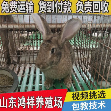 比利时兔价格优惠比利时兔子活物比利时兔子活苗纯种比利时兔种兔