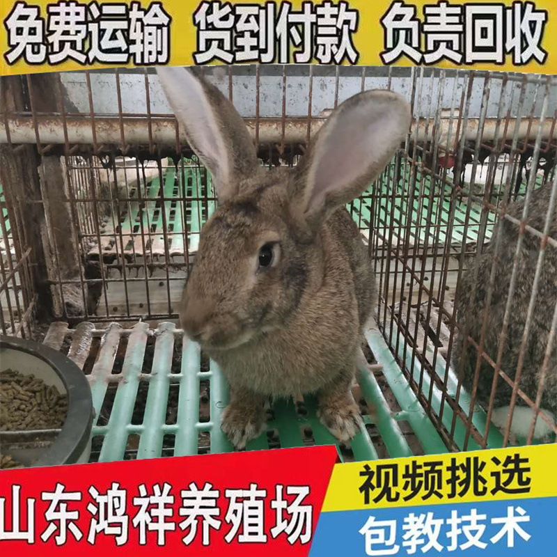比利时兔价格优惠比利时兔子活物比利时兔子活苗纯种比利时兔种兔