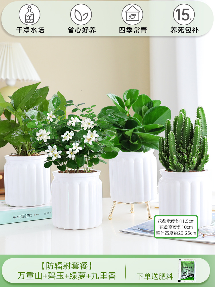 [방사선 방호 패키지] 완중산 + 벽옥 + 청무 + 구리향