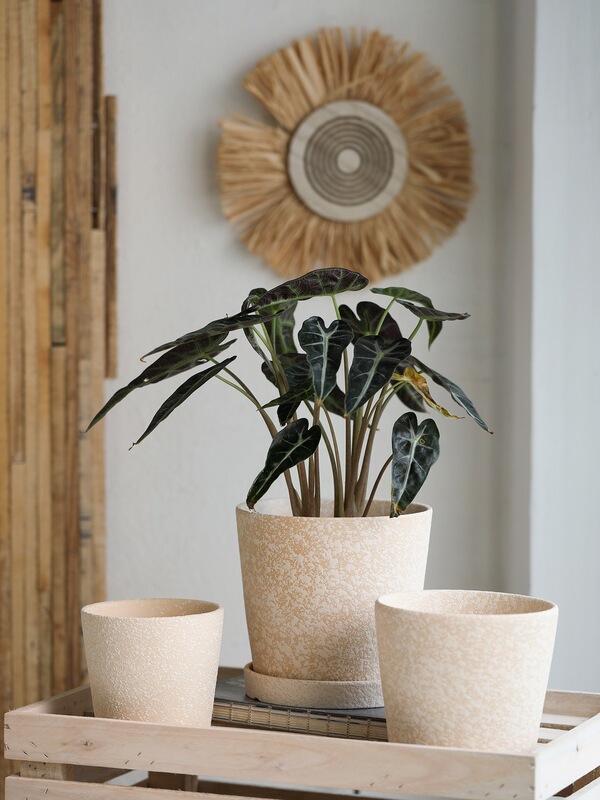 Rough Ceramic Flower Pot with Unglazed Surface, Made of Coarse Clay, Slanted Round Shape, Breathable Yellow Clay for Root Control, Suitable for Planting Plants and Flowers