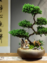 真柏盆栽迎客松室内客厅办公室桌面盆景绿植四季常青展厅装饰摆件