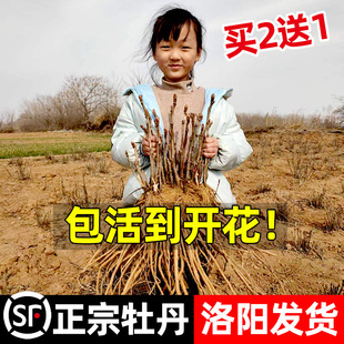 ����ĵ������������ꖎ������Ϙ��ͺ��ذ�Gֲ����ĵ�������绨�N