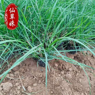 狼尾草盆栽 绿化护坡小兔子园林观赏紫穗草花青州花卉苗 狼尾草