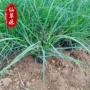 青州园林护坡盆栽狼尾草