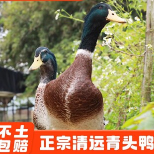 �����r��ɢ�B���^������3��������ֻ���r�F��ˮ�������G�^Ұ����