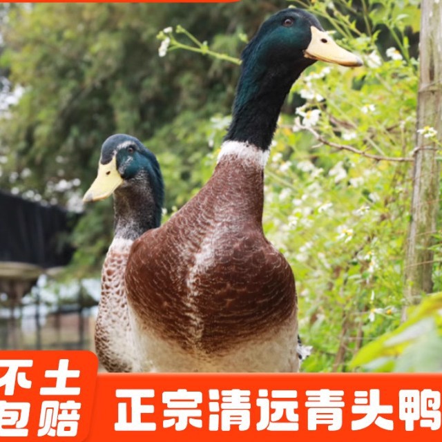 正宗农家散养青头鸭土鸭3年老鸭整只新鲜现杀水鸭麻鸭绿头野鸭子
