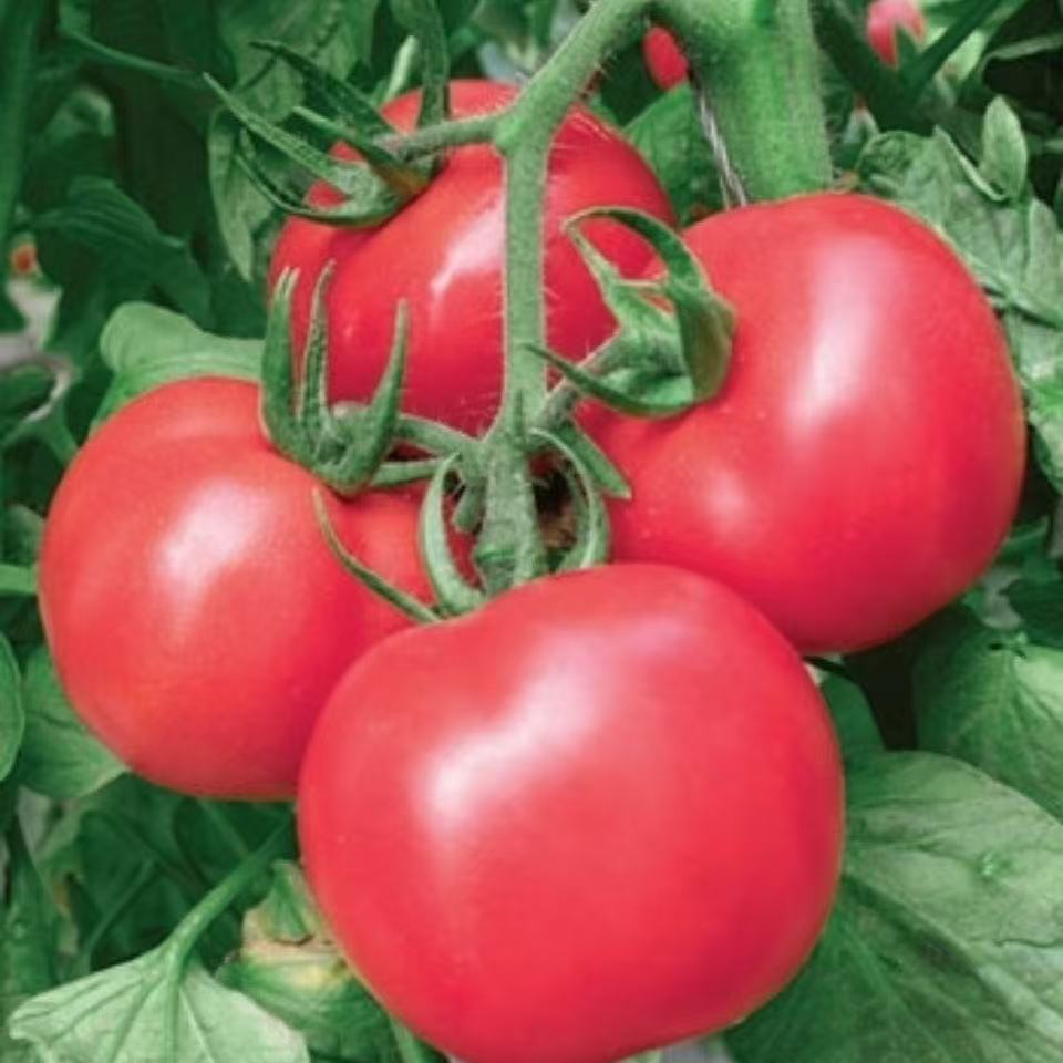 Gran fruta 168 semillas de tomate gran fruta tomate extra grande súper dulce norte-sur vieja variedad gran semilla de tomate