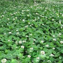 白三叶草种子红三叶草种子净籽四季青草坪绿化果园绿肥草籽