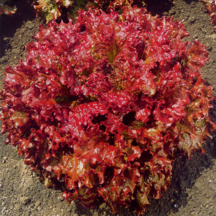 ���~���˷N���ļ��߲˼t���˷N���ϼtɫ�̨������@���@���ѷN��