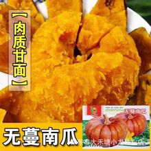 无蔓南瓜种子甜面南瓜板栗味粉糯香甜栗南瓜种籽窝瓜种籽高产抗病