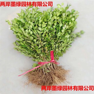 С�~�����S����窚�U�S�����͘��·ͥԺ�G����ľ�ͺ�ֲ��h����