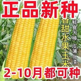 �S����ճŴ�����������Ŵ���׷N���SŴճ���׷N���߲˷N���ļ���